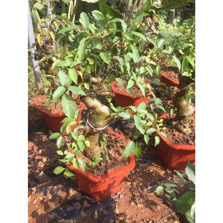 ( GIẢM SÂU) CÒN HÀNG Cây Sung Bonsai