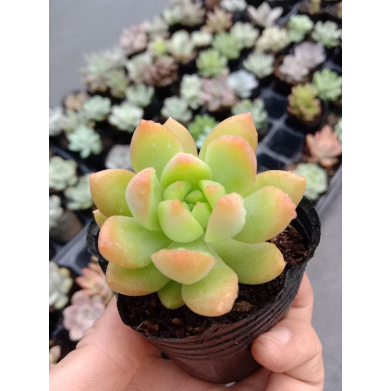 MỘT CHIẾC SEN ĐÁ ORANGE CHO CUỘC ĐỜI BẠN THÊM MÀU SẮC 🌈🌈 size mini 8x8 cm thuần khí hậu sức sống cao đẹp như chủ shop 😌