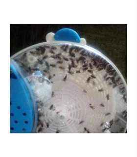 Máy bắt ruồi thông minh