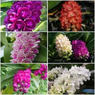 Hoa lan ngọc điểm/đai châu/nghinh xuân giống - đủ màu