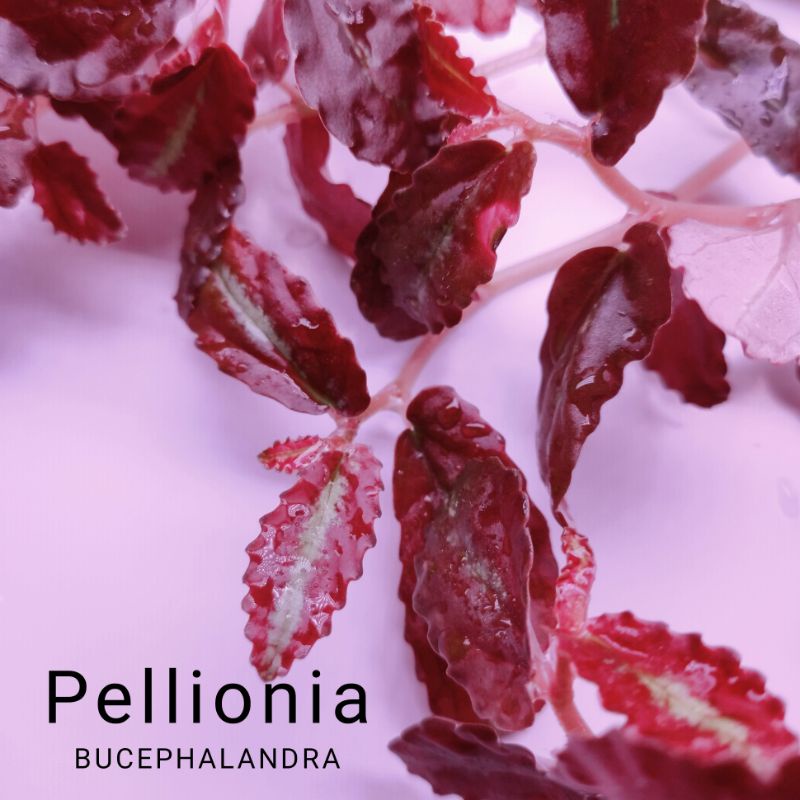 Cây bán cạn | Pellionia Repens | Hàng chưa lên màu | Hàng ngọn