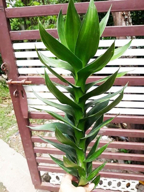Cây phát tài búp sen - cây phong thủy