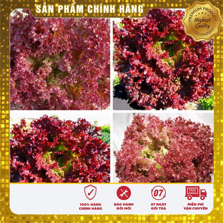 Hạt Giống Rau Xà Lách Xoăn Tím - 1gr