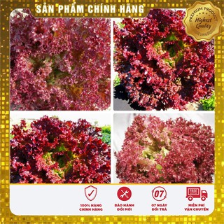 Hạt Giống Rau Xà Lách Xoăn Tím - 1gr