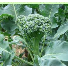 100H - #Hạt_Giống_Súp_Lơ_Baby_Xanh (tặng kèm phân bón kích mầm)