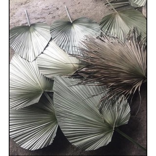 lá cọ khô decor