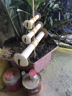 Sáo diều  D35