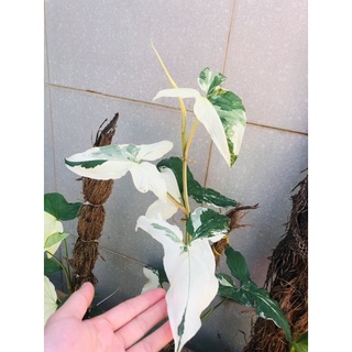 syngonium albo trầu bà
