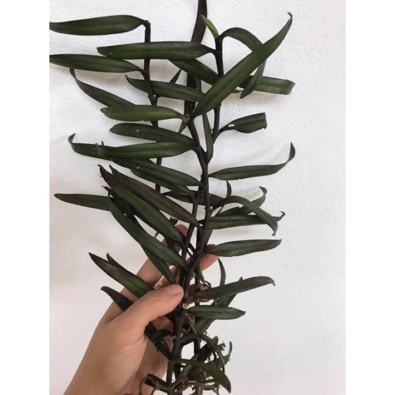 Hoa Lan Phượng vĩ sỉ 2k