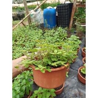 Cây kinh giới oregano - chậu lớn
