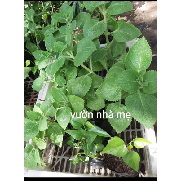 Cây húng chanh trị ho ( tần lá dày)