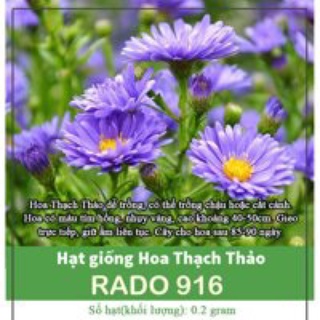 Hạt giống thạch thảo tím rd916