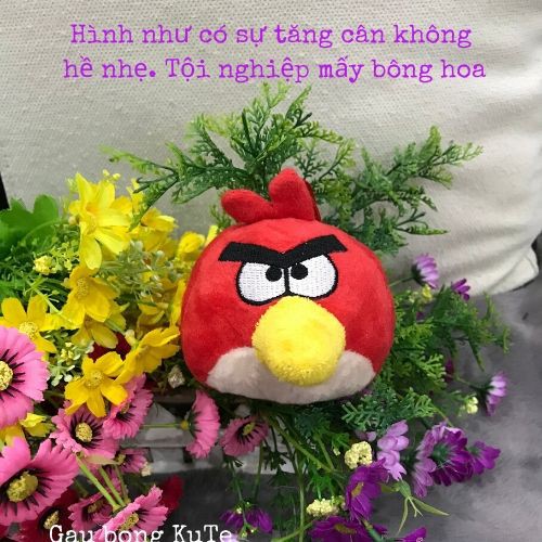 Gấu bông - Angry bird móc khóa