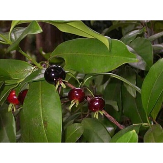 Cây giống cherry Brazil (ra trái siêu sớm- cam kết chuẩn giống)