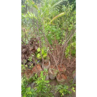 Cây lựu đỏ lùn ấn độ tứ mùa