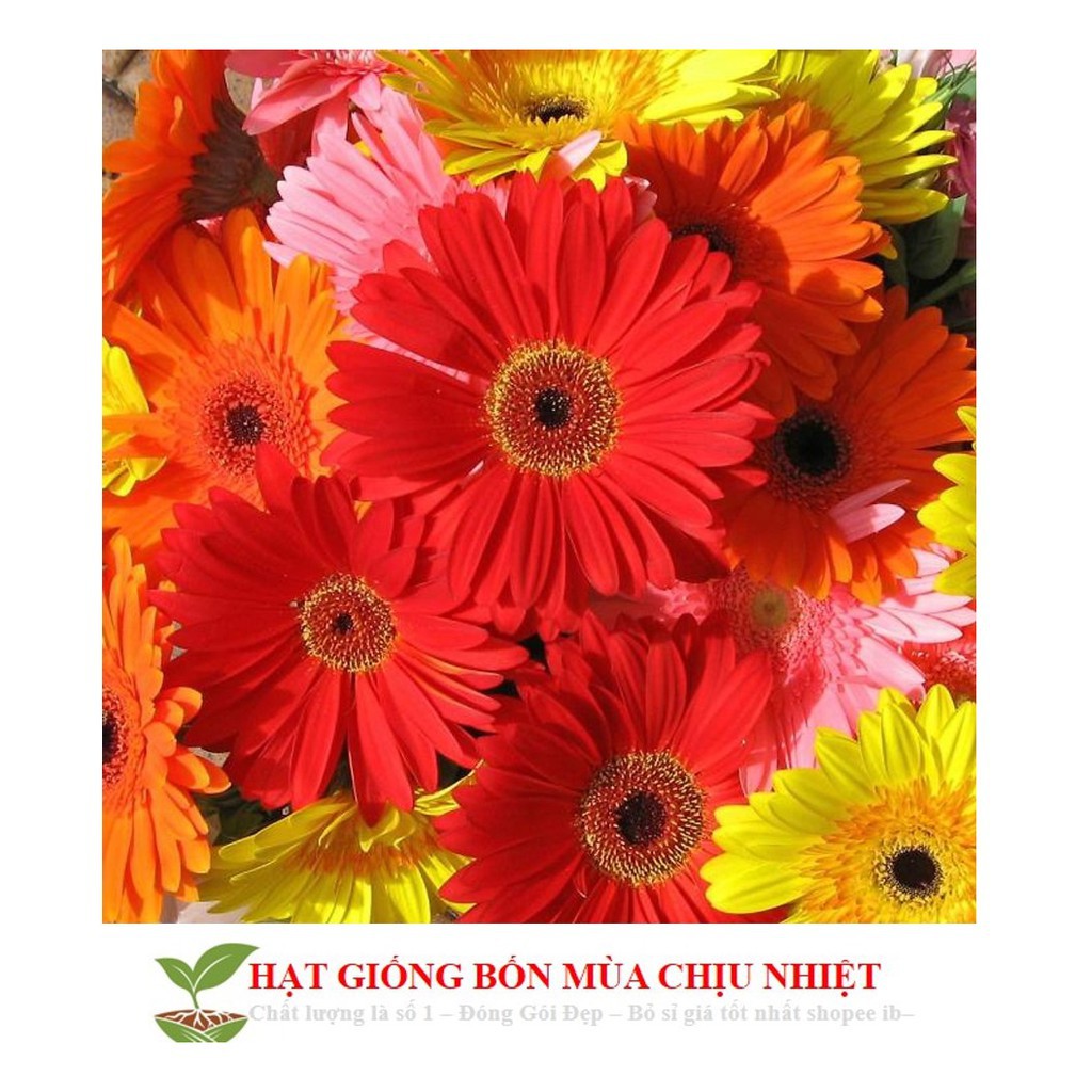 GÓI 100 HẠT GIỐNG HOA ĐỒNG TIỀN MIX ĐẾN MÙA TRỒNG TẾT luckyseed hạt siêu rẻ