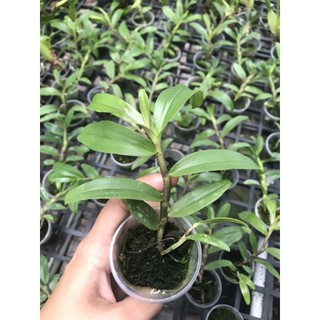 Phi Điệp Gieo Hạt (di linh, tali, phú thọ)
