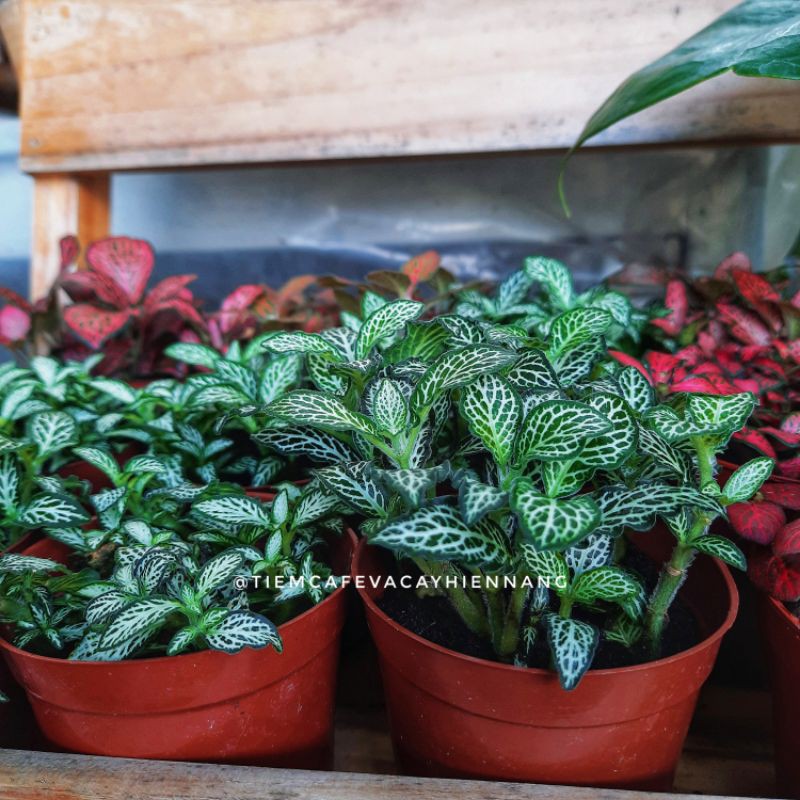 Lá may mắn - Fittonia