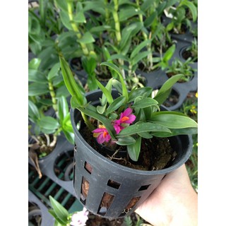 Chậu cây lan Dendro Nhật Hibiki bông chùm cực đẹp