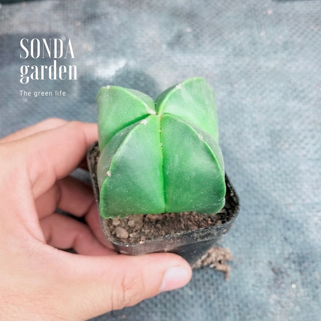 Xương rồng astro SONDA GARDEN size bé 5-7cm, cây cảnh trang trí nhà cửa, lỗi 1 đổi 1