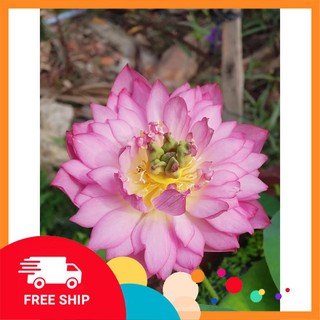 5 Hạt giống Sen hương (Sen Cung đình) (kèm Hướng dẫn ươm) KHUYẾN MẠI TRONG NGAY