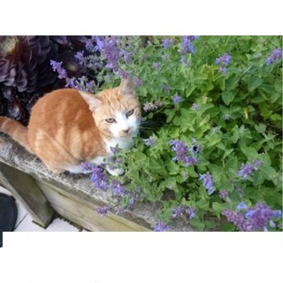 Gói 50 Hạt Giống Cỏ Mèo/ Bạc Hà Mèo Catnip KHUYẾN MẠI SHOP MỚI HẠ GIÁ SỈ