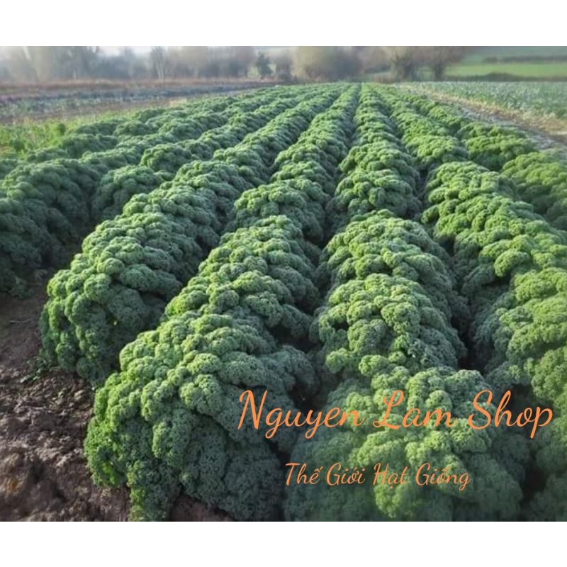 20 HẠT GIỐNG CẢI XOĂN KALE F1 TG223 NHẬP KHẨU USA