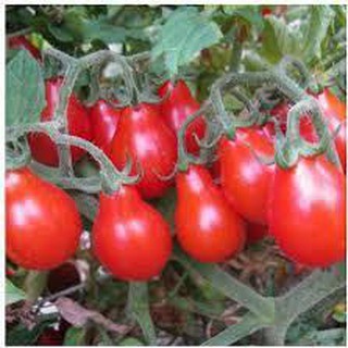 Hạt Giống Cà Chua Quả Lê Đỏ F1 - 20 hạt