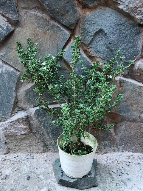 Cây Bạch Tuyết Mai