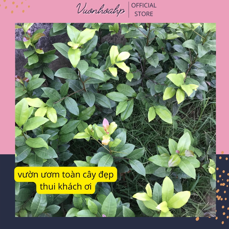 Cây mai tứ quý giống cao trên 40cm, hoa vàng 5 cánh.