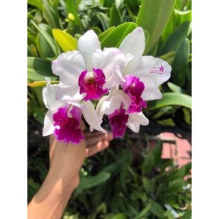 Hoa lan catt tiểu mỹ nhân cây trưởng thành gửi nguyên chậu p12