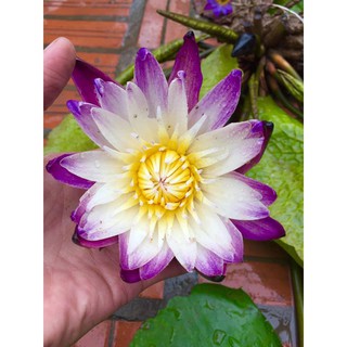 combo 5 củ hoa súng thái mini đủ màu