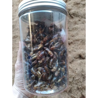 Dế sấy khô 100 gram