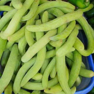 20 HẠT DƯA CHUỘT SIÊU DÀI_ Chuẩn giống