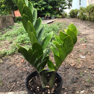 CÂY KIM TIỀN MINI
