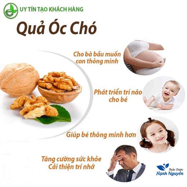 Quả Óc Chó 100g (Hạt Óc Chó Sống Đã Tách Vỏ)