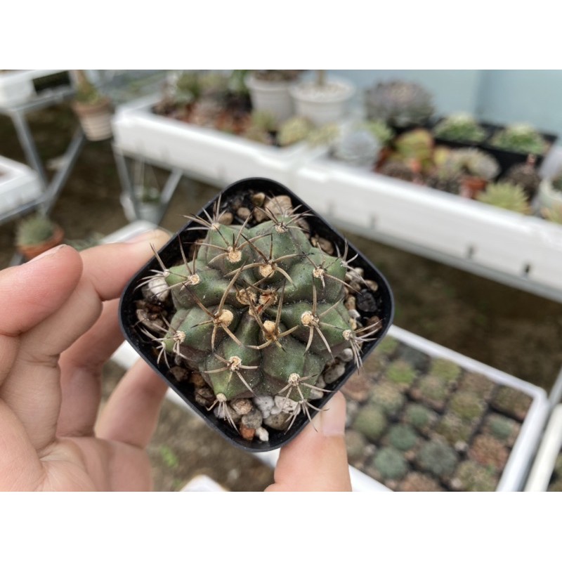 Xương rồng Gym vân ~5cm