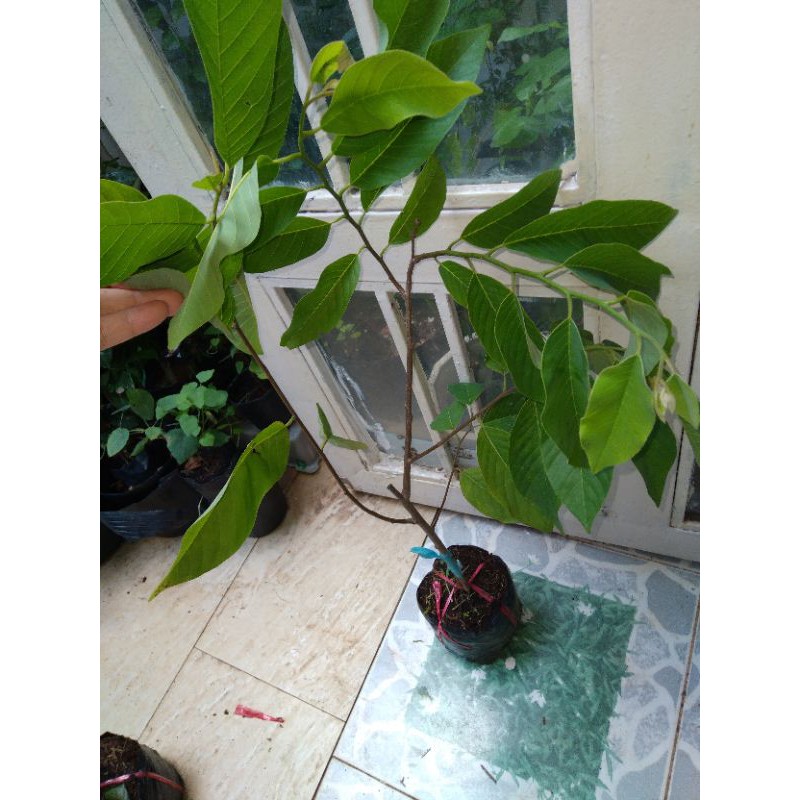 Cây na sầu riêng cây ghép cao 40-60cm