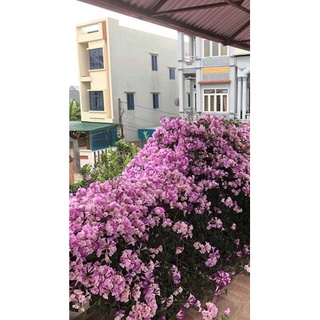 cây hoa lan tỏi(cây giống )