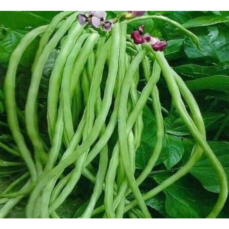 [Seeds] Hạt giống Đậu đũa bụi lùn (không leo giàn), đóng gói 20gr