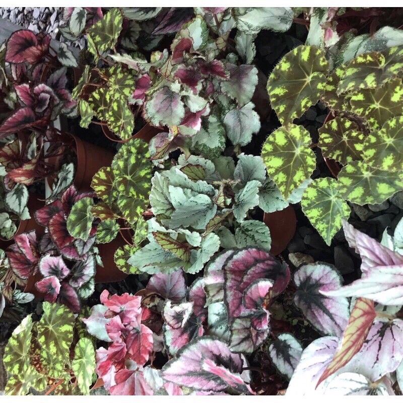 Cây begonia- thu hải đường các loại