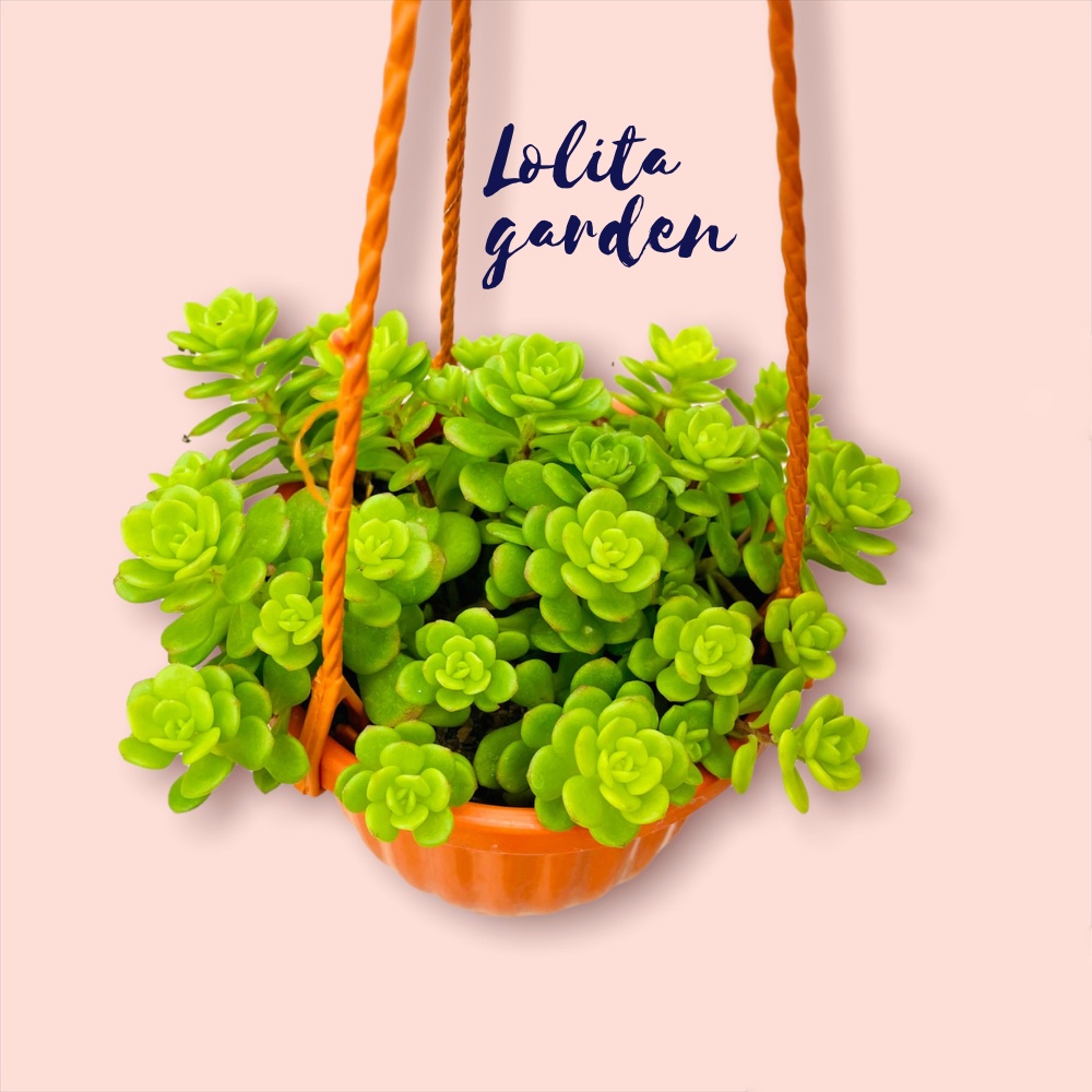 Sen đá sedum hoa hồng xanh chậu treo Đà Lạt size 9cm cây cảnh trang trí nhà cửa Lolita garden