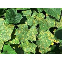 Ridomin 500g-Xử lý vàng lá chín sớm-sương mai trên cây lúa-dưa hấu- ăn quả-cây công nghiệp