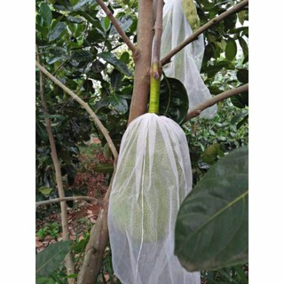 200 Túi bọc mít (50x70)