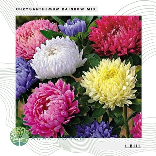 Hạt giống- hạt giống hoa cúc rainbow mix - nhập khẩu 50h hạt giống nhập khẩu