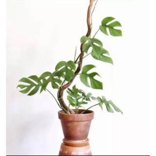 Cây giống trầu bà lá xẻ Nam Mỹ Form nhỏ - Monstera Mini Tetrasperma