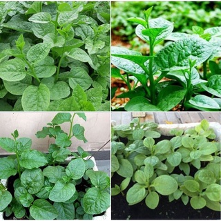 Hạt giống rau mồng tơi xanh cao sản - Gói 20gram