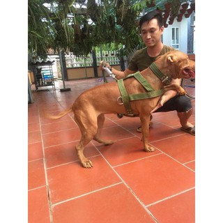 Đai kéo lốp chó pitbull ,đồ bổ trợ huấn luyện thể lực chó