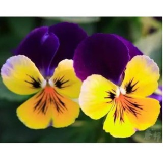 Hạt giống nông nghiệp F1