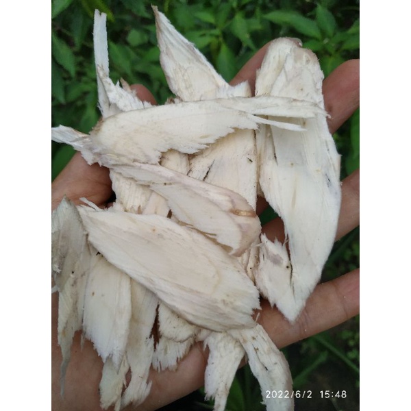 Cậc bần tươi 1 ký